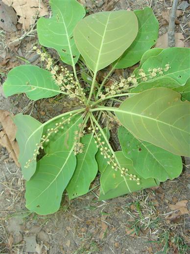 Terminalia bellerica